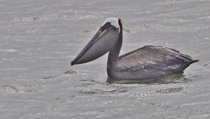 brown pelican in water 
